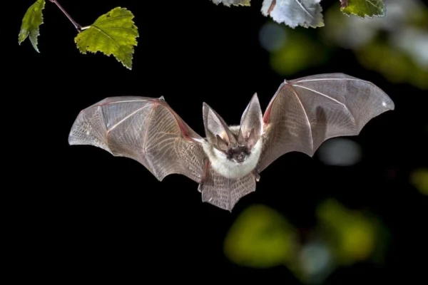 what is the collective for bats?