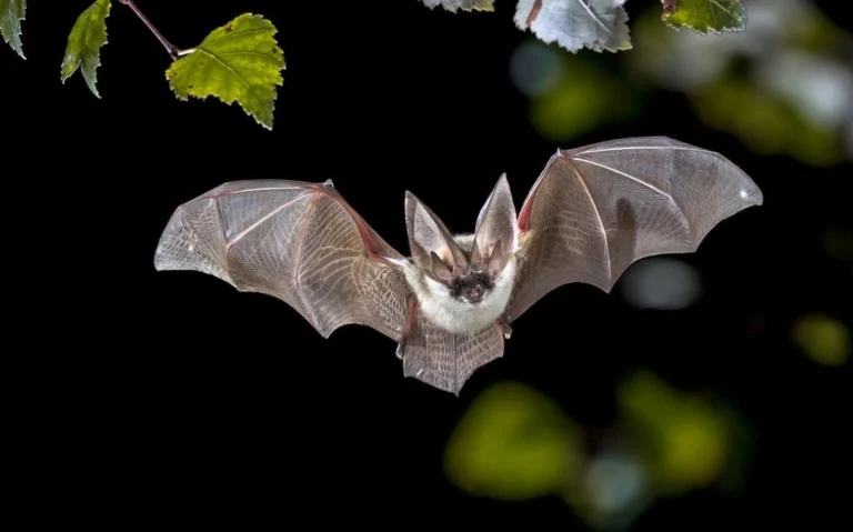 what is the collective for bats?