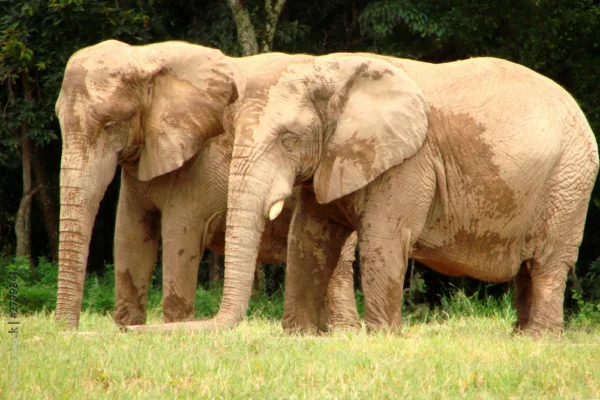 collective noun for elephant