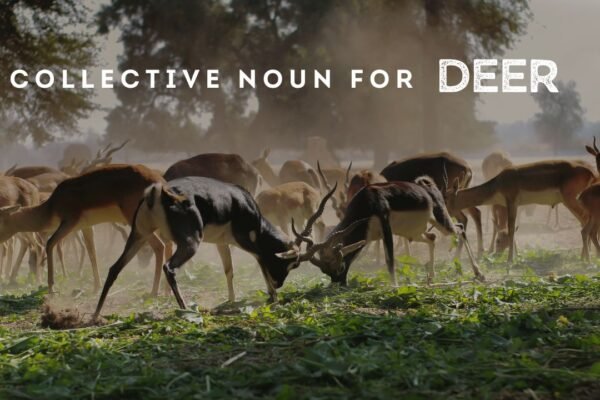 Collective Noun for Deer