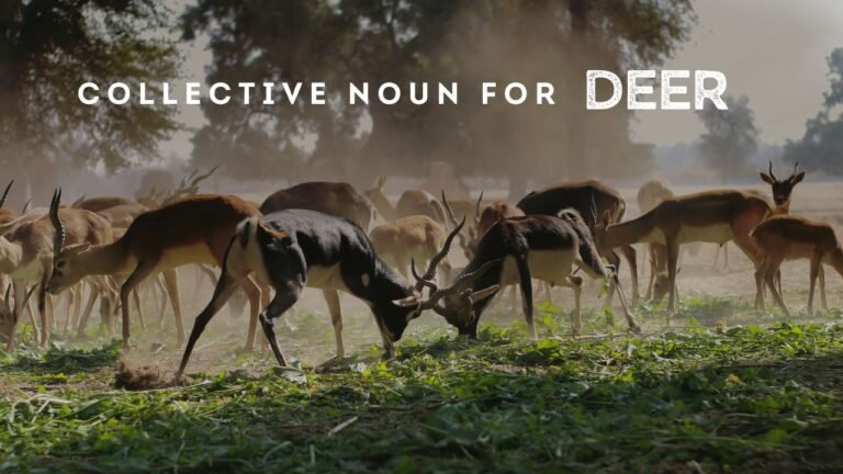 Collective Noun for Deer