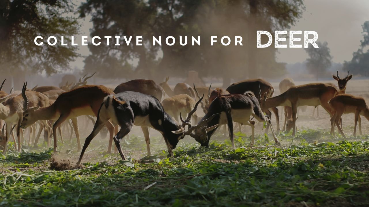Collective Noun for Deer