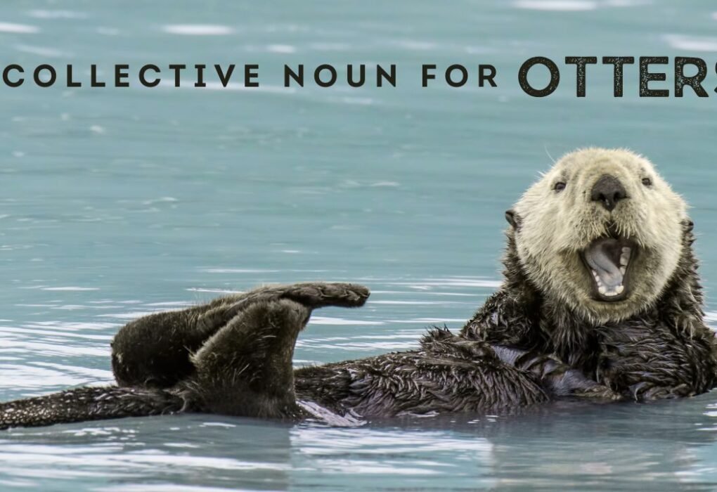 Collective Noun for otters