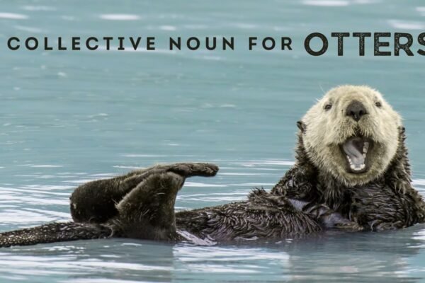 Collective Noun for otters