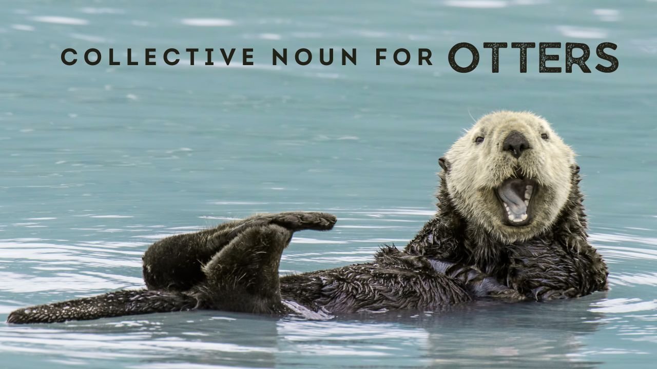 Collective Noun for otters