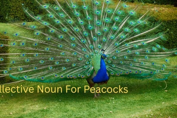 Collective Noun for peacock