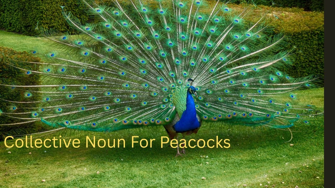 Collective Noun for peacock